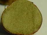 Rhizopogon roseolus image