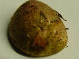 Rhizopogon roseolus image