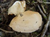 Hebeloma sinapizans image