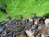 Helvella lacunosa image