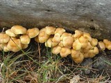 Pholiota spumosa image