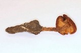 Squamanita umbonata image