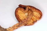 Squamanita umbonata image