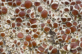 Lecanora argentata image