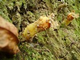 Calostoma lutescens image