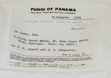 Psilocybe dumontii image