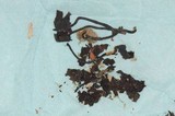Psilocybe dumontii image