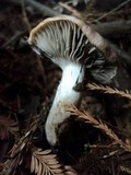 Gomphidius subroseus image