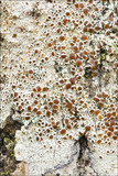 Lecanora argentata image