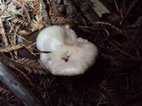 Gomphidius subroseus image