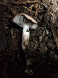 Gomphidius subroseus image