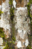 Lecanora argentata image