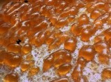Lycogala epidendrum image