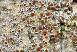 Lecanora argentata image