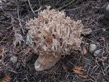 Ramaria rubrievanescens image
