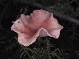 Aphroditeola olida image