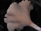 Aphroditeola olida image