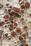 Lecanora argentata image