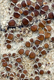 Lecanora argentata image