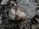 Inocybe geophylla var. geophylla image