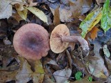 Lactarius mutabilis image