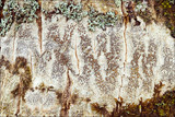 Lecanora argentata image