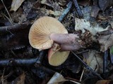 Lactarius mutabilis image