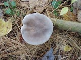Tricholoma terreum image