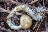 Psilocybe azurescens image