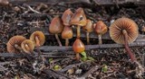 Psilocybe pelliculosa image