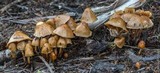Psilocybe pelliculosa image