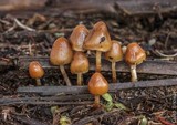 Psilocybe pelliculosa image