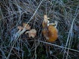 Hygrophorus hypothejus image