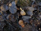 Hygrophorus hypothejus image