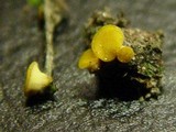 Phaeohelotium epiphyllum image