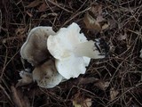 Tricholoma saponaceum image