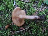 Tricholoma vaccinum image