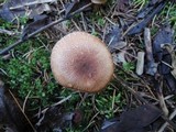 Tricholoma vaccinum image