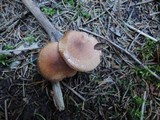 Tricholoma vaccinum image