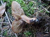 Tricholoma vaccinum image