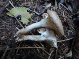 Hygrophorus pustulatus image