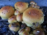 Pholiota spumosa image