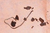 Psilocybe mammillata image