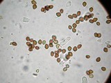 Psilocybe mammillata image