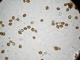 Psilocybe mammillata image