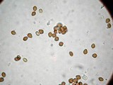 Psilocybe mammillata image