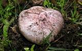 Inocybe adaequata image