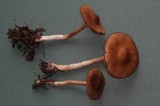 Cortinarius casimiri image