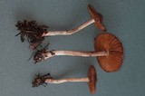 Cortinarius casimiri image