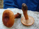 Lactarius aurantiacus image